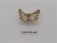 藏品(尺蛾90)的圖片